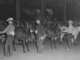 National Western Stock Show Quarter Horses