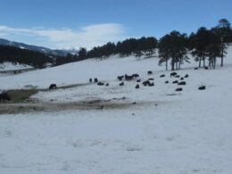 Buffalo Herd Nature Preserve