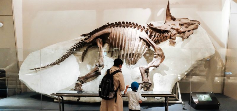 Dinosaur skeleton at a museum