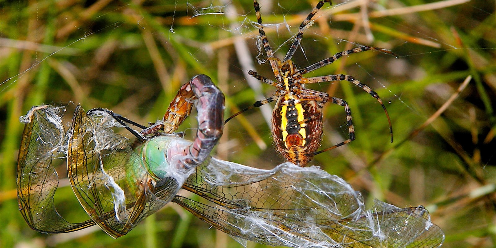 Banded Garden Spider Feasts on a Green Darner Dragonfly