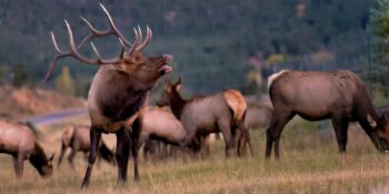 Big Game Hunting Colorado Bull Elk Estes Park