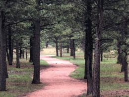 Image of a trail in the Black Forest Regional Park in Colorado Springs, CO