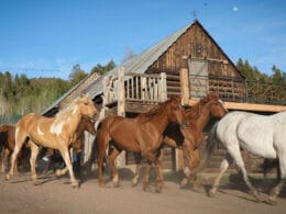 Image of horses at the Black Mountain Colorado Dude Ranch in McCoy