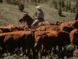 Image of cattle being herded at C Lazy U Ranch in Granby, Colorado