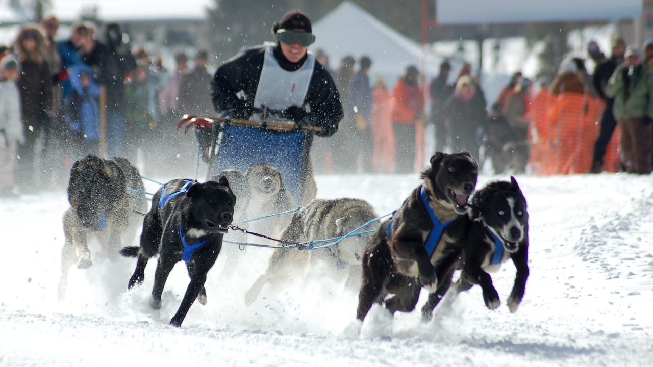 Dog Sled Race Winter Park Colorado
