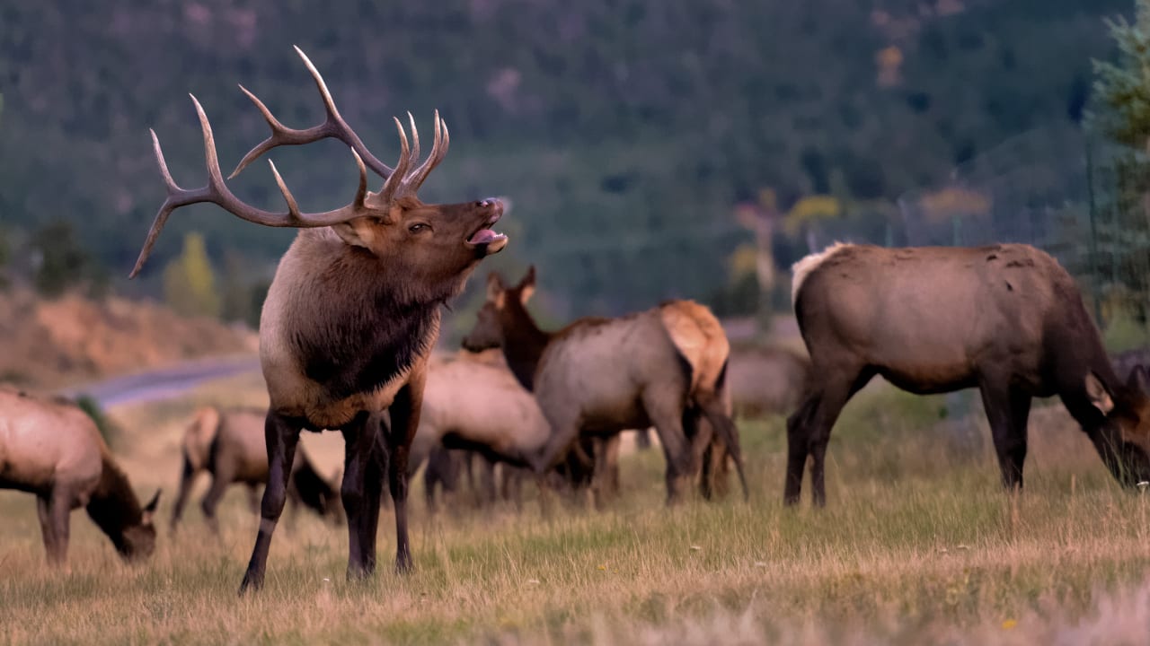 Colorado Wildlife Bull Elk Estes Park