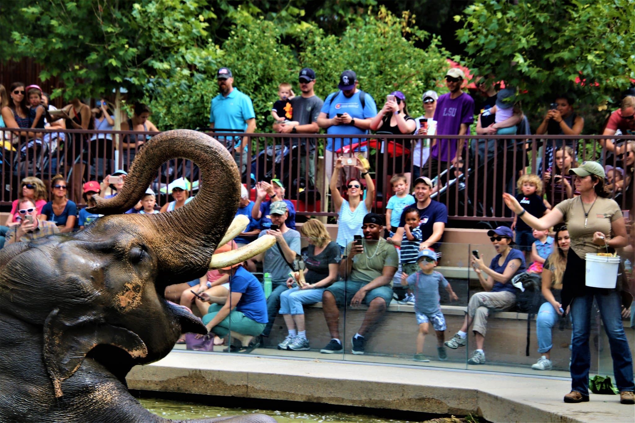 Crowd of people at zoo watching as zookeeper feeds and elephant