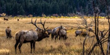 Elk Rut Rocky Mountain National Park Estes Park
