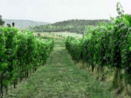 Fox Firm Farms Vineyard Ignacio Colorado