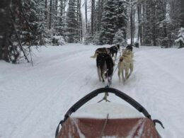 Grizzle-T Dog Sled Works Steamboat Springs