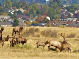 Image of elk in the Highlands Ranch Wilderness Area in Colorado