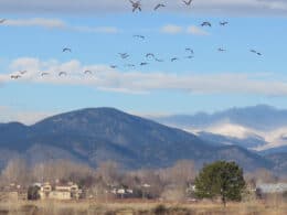 Loveland Colorado Landscape Geese