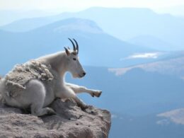 Mt Evans Mountain Goat Overlook Colorado