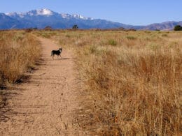 Image of a dog on a trail in Palmer Park in Colorado Springs, Colorado