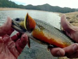 Penrose-Rosemont Reservoir Fishing Trout