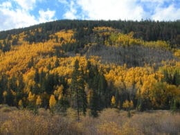 Image of Pike's Peak National Forest near Breckenridge, Colorado