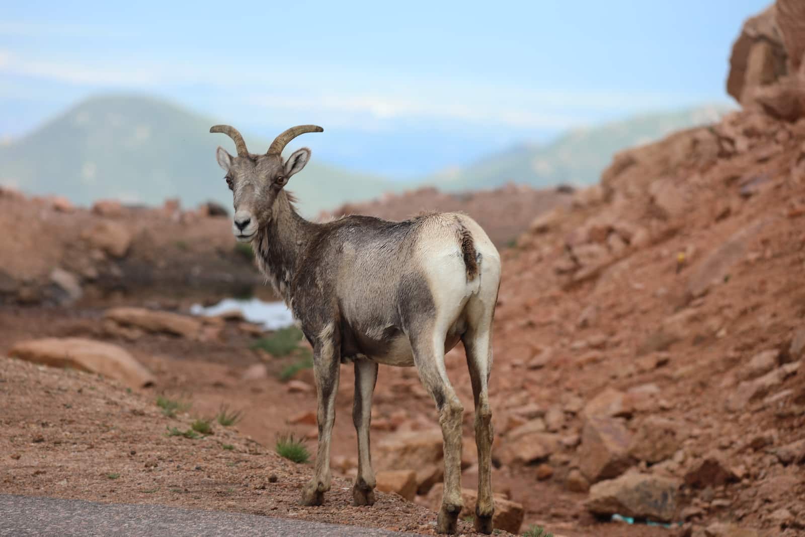 A big-horned sheep checks cameraman out on the way back down from Pike's Peak in Colorado