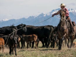 Image of a person herding cattle at Ranchlands Zapata Ranch in Mosca, Colorado