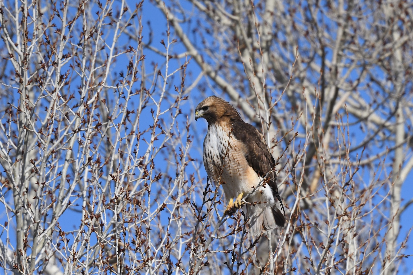 Red-tailed Hawk in a tree in Gunnison CO
