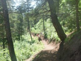 Image of the North Fork Trail at Reynolds Park in Conifer, Colorado