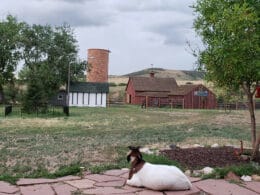 Image of a goat lounging at Schweiger Ranch in Lone Tree, Colorado