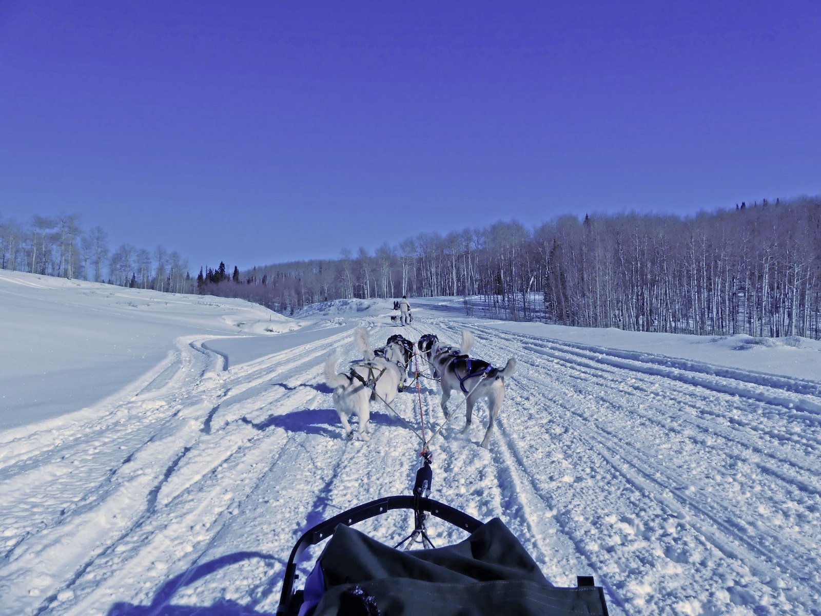 on the sled with Snow Buddy Dog Sledding Colorado