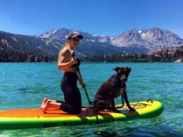SOL Paddle Boards Dog