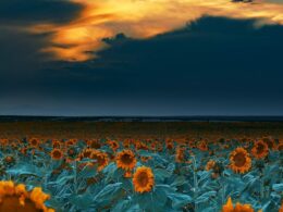 sunflower fields at sunset denver international airport