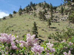 Image of flowers blooming at Viestenz-Smith Mountain Park in Loveland, Colorado