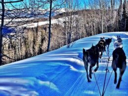 Wintermoon Sled Dog Adventures Telluride