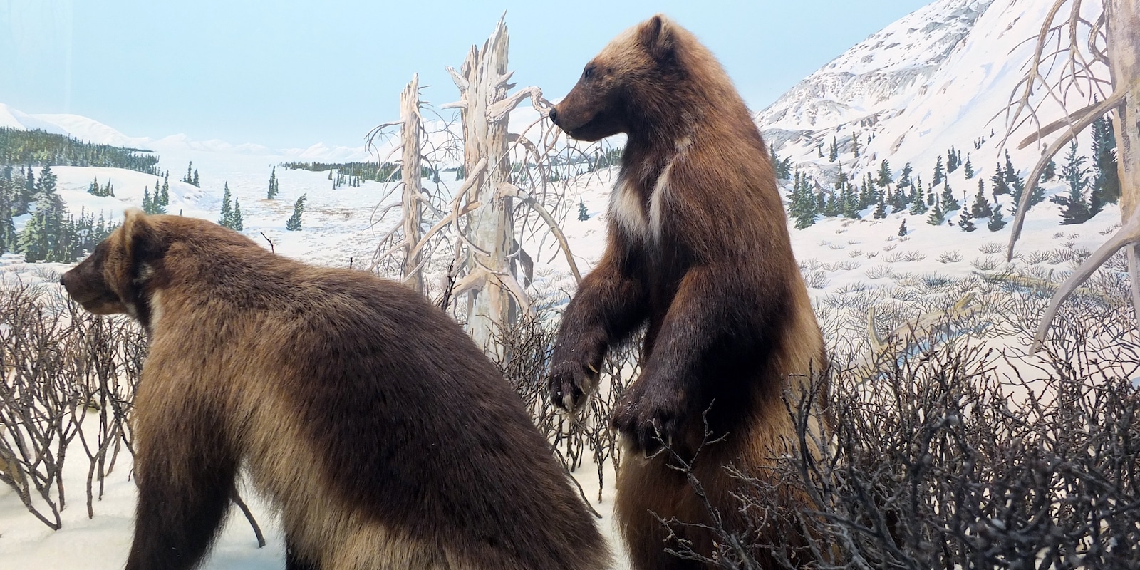 Wolverines on display at Denver Museum of Nature and Science